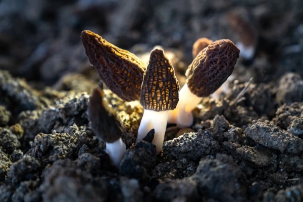 20240322_090146_164.jpeg 20240322_090146_164.jpeg