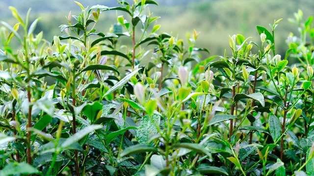 20250512_093011_040.jpg 20250512_093011_040.jpg